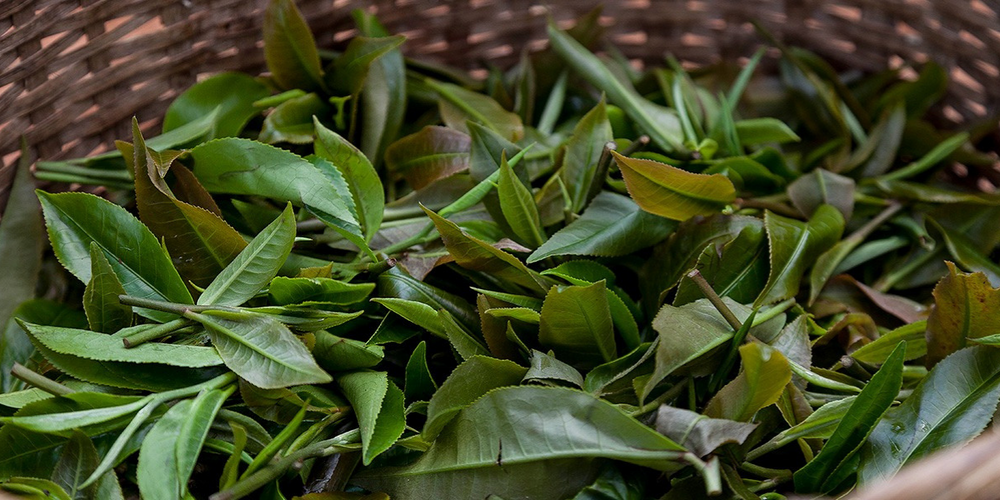 Botanics Expert Spills the Tea on Why Pu’erh is so Good for Your Skin