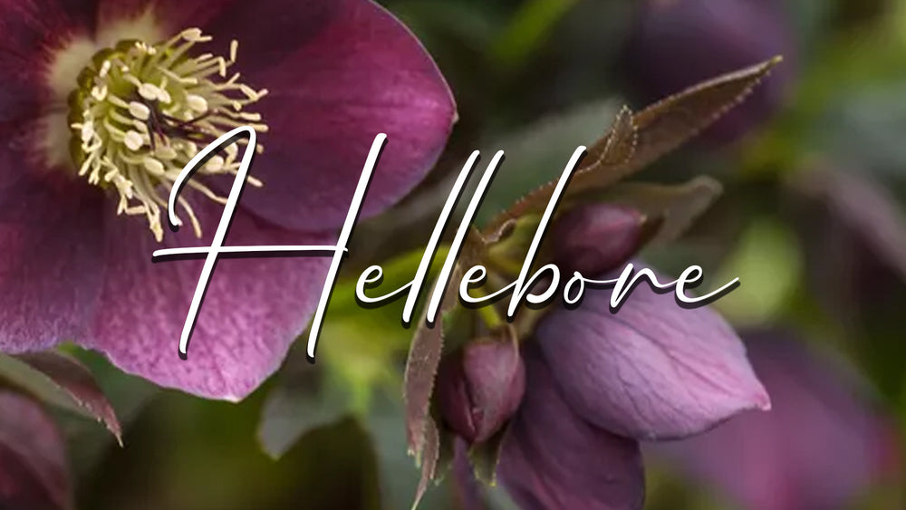 Discover our new collection - Hellebore and embrace your inner radiance